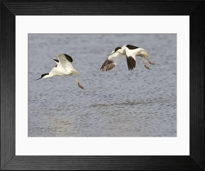 Framed Print : Avocet - courtship chase in flight - Cley - Norfolk - UK 12277 Framed Print : Avocet - courtship chase in flight - Cley - Norfolk - UK 12277