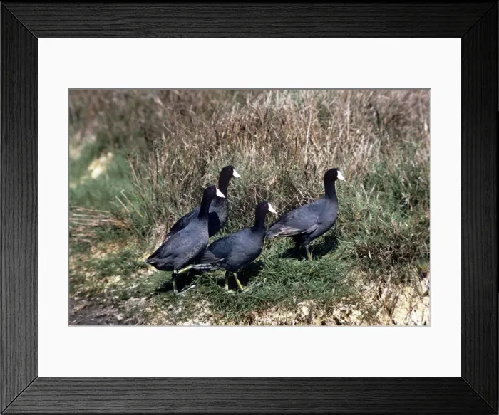 Framed Print : American Coot Framed Print : American Coot