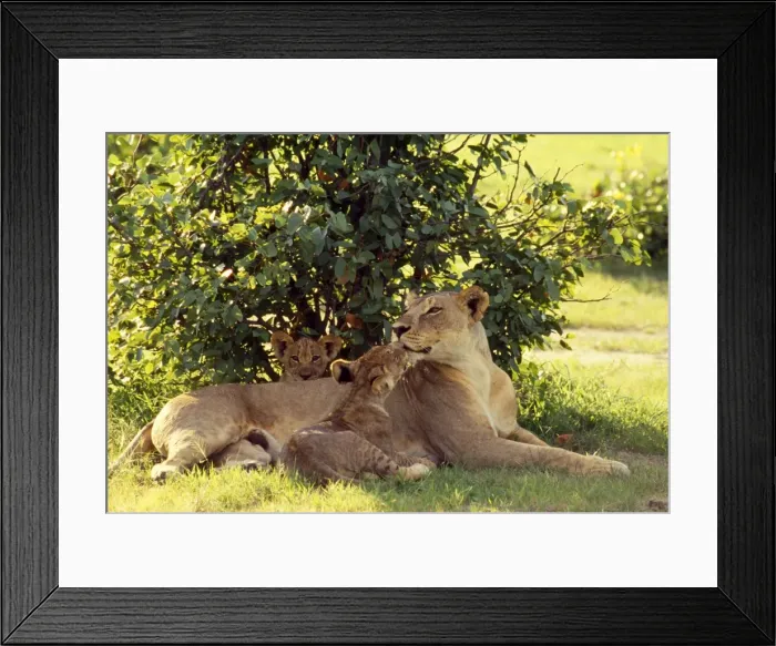 Framed Print : Lioness - with cubs - Chobe National Park - Botswana Framed Print : Lioness - with cubs - Chobe National Park - Botswana