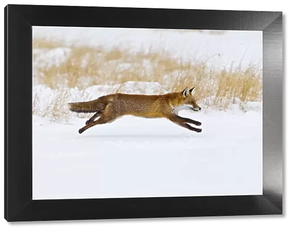 Red Fox - running in snow - controlled conditions 15507