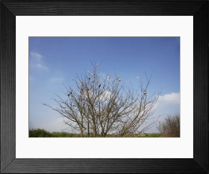 Framed Print : Brown Tail Moth - hibernaculum in winter - Essex, UK IN000773 Framed Print : Brown Tail Moth - hibernaculum in winter - Essex, UK IN000773