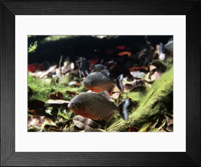 Framed Print : Red-bellied Piranha - flooded forest - Brazil Framed Print : Red-bellied Piranha - flooded forest - Brazil