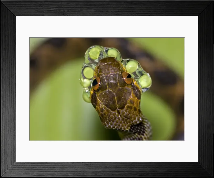 Framed Print : Northern cat-eyed snake - eating frog eggs - Tropical rainforest - found from southern Texas to Peru - Costa Rica Framed Print : Northern cat-eyed snake - eating frog eggs - Tropical rainforest - found from southern Texas to Peru - Costa Rica