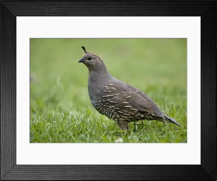 Framed Print : California Quail - female - Teal Valley near Nelson, South Island New Zealand. Introduced from Western North America between 1865 and 1875 and now widespread in suitable habitat Framed Print : California Quail - female - Teal Valley near Nelson, South Island New Zealand. Introduced from Western North America between 1865 and 1875 and now widespread in suitable habitat