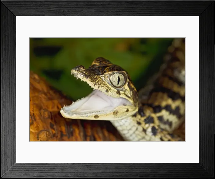 Framed Print : Spectacled Caiman - youngster close up - captive breeding project - Bedfordshire UK 15258 Framed Print : Spectacled Caiman - youngster close up - captive breeding project - Bedfordshire UK 15258