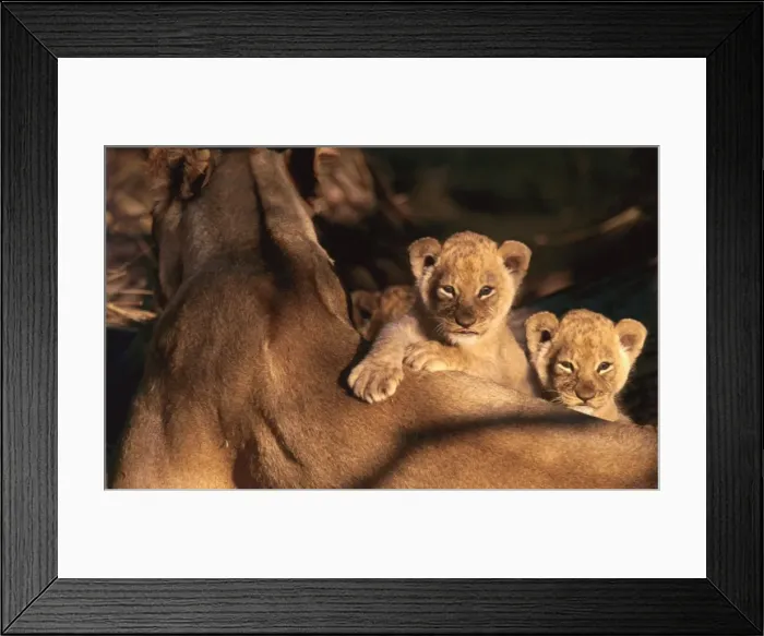 Framed Print : African Lion - 6 week old cubs by mother - Moremi, Botswana Framed Print : African Lion - 6 week old cubs by mother - Moremi, Botswana