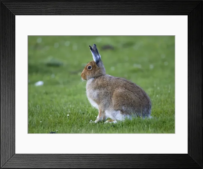 Framed Print : Irish Hare - Isle of Mull - Scotland - UK Framed Print : Irish Hare - Isle of Mull - Scotland - UK