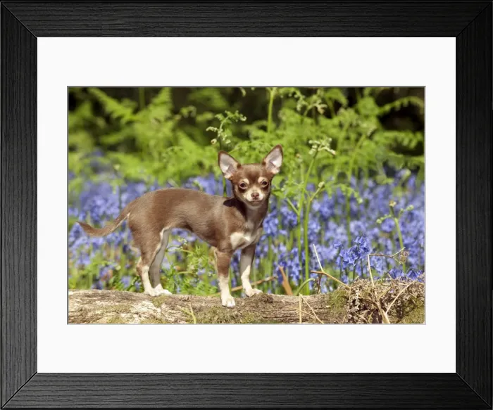 Framed Print : DOG - Chihuahua standing in bluebells Framed Print : DOG - Chihuahua standing in bluebells