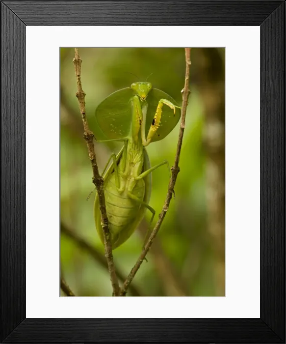 Framed Print : Hooded Mantis - Costa Rica Framed Print : Hooded Mantis - Costa Rica