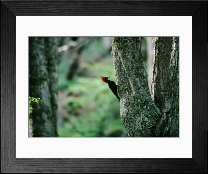 Framed Print : Magellanic Woodpecker - Argentina Framed Print : Magellanic Woodpecker - Argentina