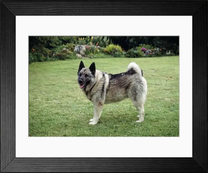 Framed Print : Elkhound Dog JB 1273 © J. B. & S. Bottomley / ardea. com Framed Print : Elkhound Dog JB 1273 © J. B. & S. Bottomley / ardea. com
