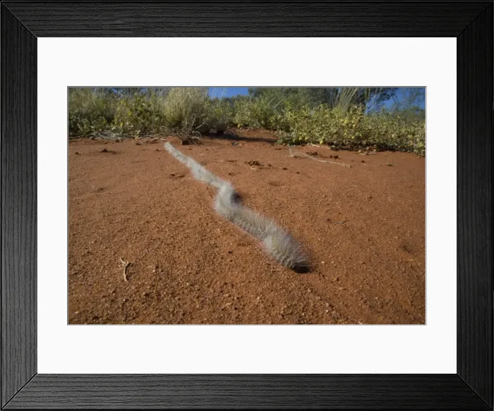 Framed Print : Processionary Caterpillar - adults seeking a suitable tree to climb and prepare to pupate - the moth is known as Bag-shelter Moth as the caterpillars construct a bag inside which they change into moths - crossing a dirt track - Australian outback Framed Print : Processionary Caterpillar - adults seeking a suitable tree to climb and prepare to pupate - the moth is known as Bag-shelter Moth as the caterpillars construct a bag inside which they change into moths - crossing a dirt track - Australian outback