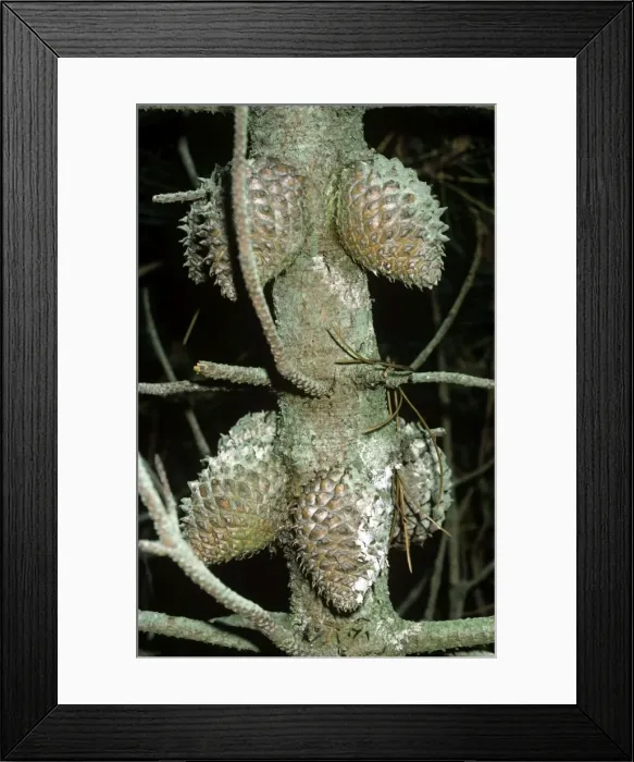 Framed Print : Bishop Pine Framed Print : Bishop Pine