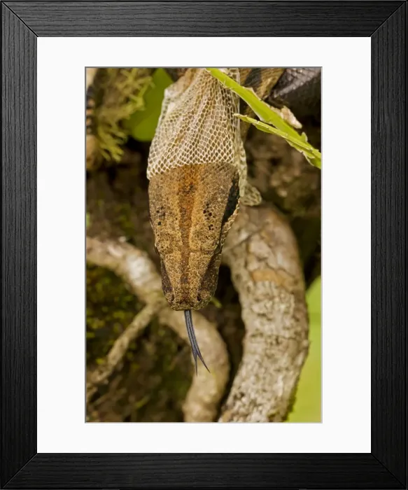 Framed Print : Boa constrictor - shedding skin - Guanacaste National Park - Costa Rica Framed Print : Boa constrictor - shedding skin - Guanacaste National Park - Costa Rica