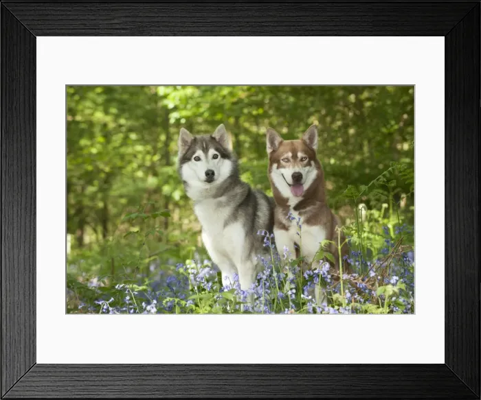 Framed Print : DOG - Siberian huskies sitting together in bluebells Framed Print : DOG - Siberian huskies sitting together in bluebells