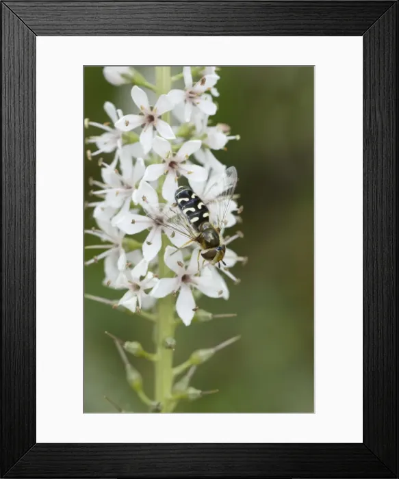 Framed Print : Hover Fly - on flower - Garden, Essex, UK IN000799 Framed Print : Hover Fly - on flower - Garden, Essex, UK IN000799