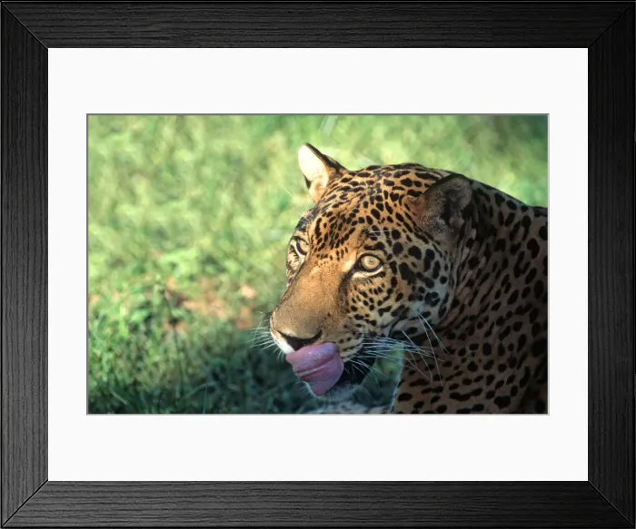 Framed Print : Jaguar FG 12424 Panthera onca © Francois Gohier / ardea. com Framed Print : Jaguar FG 12424 Panthera onca © Francois Gohier / ardea. com