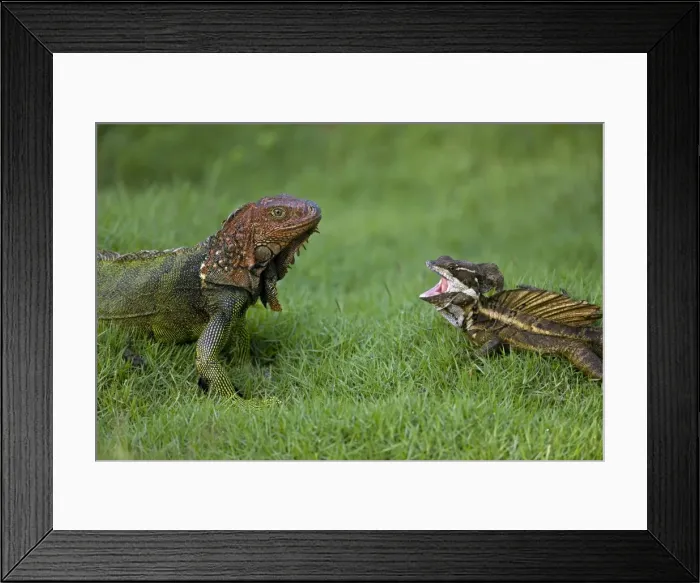 Framed Print : Green Iguana - and Common Basilisk - (Basiliscus basiliscus) - Costa Rica - Tropical rainforest Framed Print : Green Iguana - and Common Basilisk - (Basiliscus basiliscus) - Costa Rica - Tropical rainforest