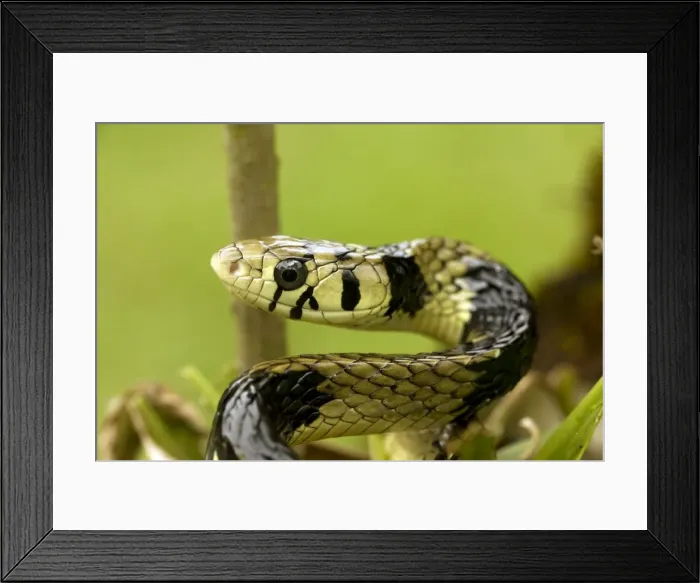 Framed Print : Tropical Rat Snake - tropical rainforest - Costa Rica Framed Print : Tropical Rat Snake - tropical rainforest - Costa Rica