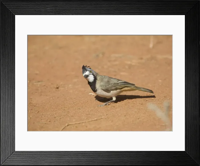 Framed Print : Crested Bellbird - male near Ti Tree, Northern Territory, Australia Framed Print : Crested Bellbird - male near Ti Tree, Northern Territory, Australia