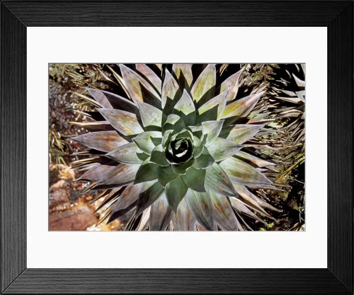 Framed Print : Orectanthe sceptrum, Summit of Mount Roraima, Venezuela, South America Framed Print : Orectanthe sceptrum, Summit of Mount Roraima, Venezuela, South America