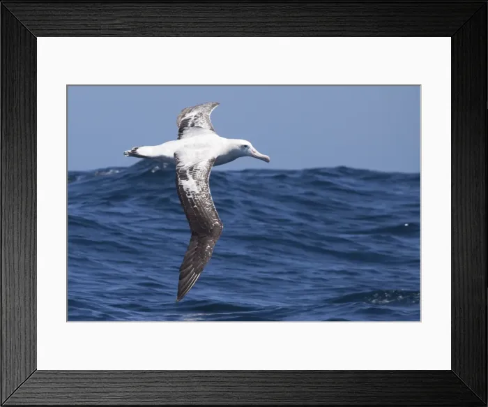 Framed Print : Gibson's Albatross - in flight over sea - offshore from Kaikoura, South Island, New Zealand. Some authorities consider Gibson's Albatross to be a subspecies of the Wandering Albatross so Diomedea exulans gibsoni Framed Print : Gibson's Albatross - in flight over sea - offshore from Kaikoura, South Island, New Zealand. Some authorities consider Gibson's Albatross to be a subspecies of the Wandering Albatross so Diomedea exulans gibsoni
