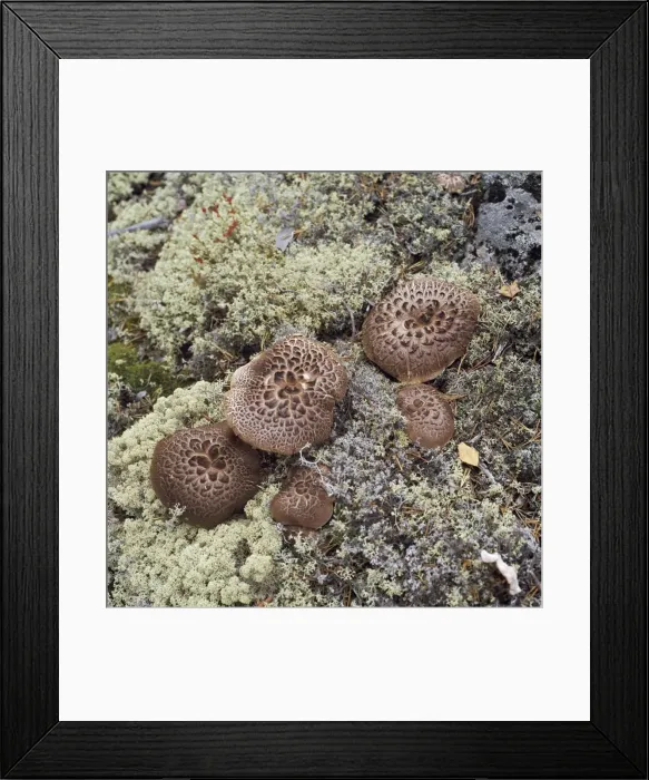 Framed Print : Fungi AL 1213 Sarcodon imbricatus © Ake Lindau / ardea. com Framed Print : Fungi AL 1213 Sarcodon imbricatus © Ake Lindau / ardea. com