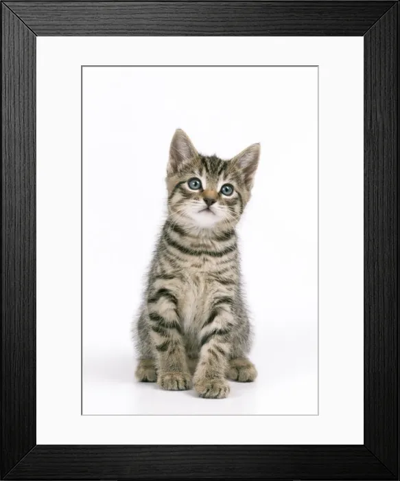 Framed Print : Cat - Tabby Kitten Framed Print : Cat - Tabby Kitten