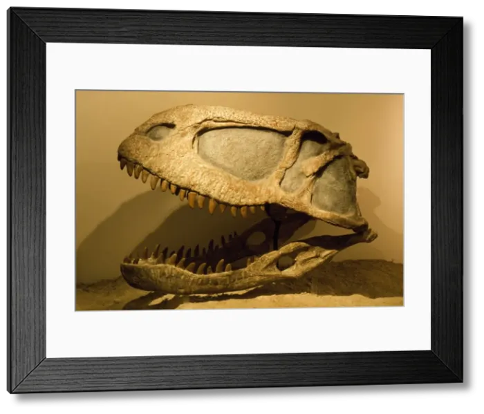 Framed Print : Abelisaurus comahuensis - Theropod. Cretaceous