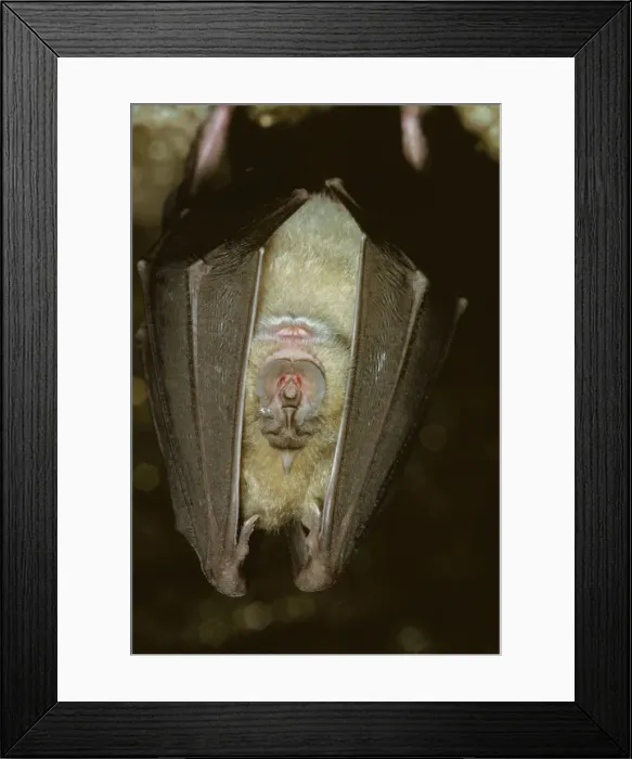 Framed Print : Greater Horseshoe Bat JLM 8587 Rhinolophus ferrumequinum © John Mason / ardea. com Framed Print : Greater Horseshoe Bat JLM 8587 Rhinolophus ferrumequinum © John Mason / ardea. com