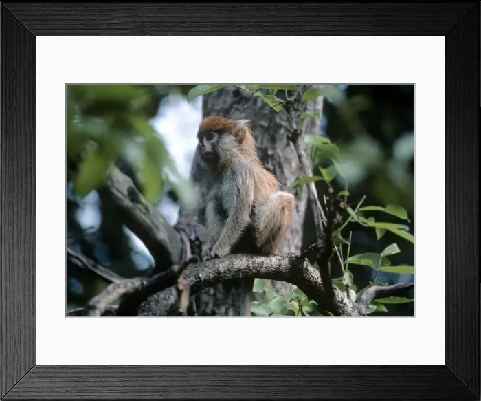 Framed Print : Patas Monkey - juvenile - Gambia Framed Print : Patas Monkey - juvenile - Gambia