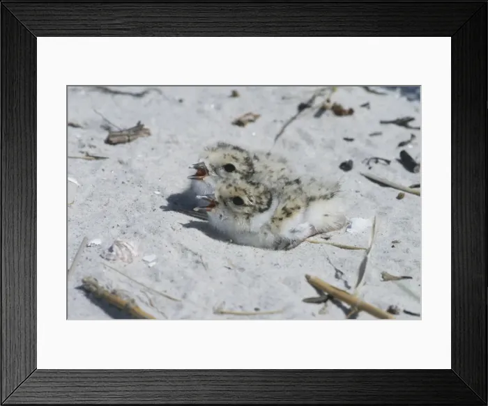Framed Print : Hooded Plover - chicks - Orford, Tasmania, Australia Framed Print : Hooded Plover - chicks - Orford, Tasmania, Australia