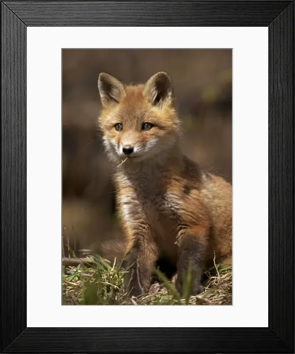 Framed Print : Red Fox - same species as European red fox - some say was originally introduced from Europe to North America - widespread in North America - omnivore - New York - USA Framed Print : Red Fox - same species as European red fox - some say was originally introduced from Europe to North America - widespread in North America - omnivore - New York - USA