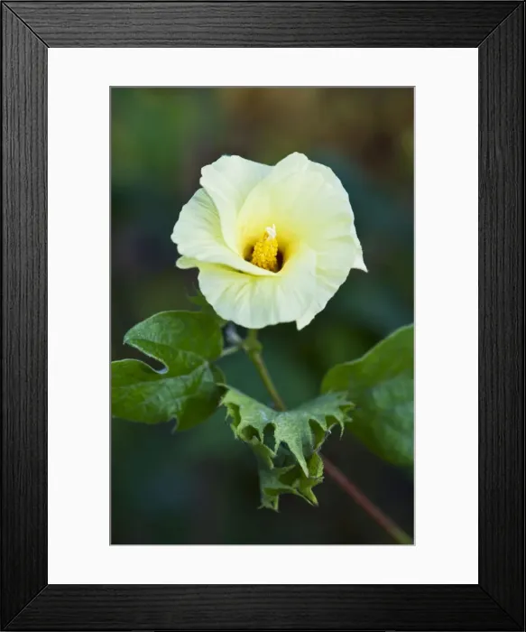Framed Print : Levant Cotton - Botanical Gardens - Puerto de la Cruz - Tenerife - February Framed Print : Levant Cotton - Botanical Gardens - Puerto de la Cruz - Tenerife - February