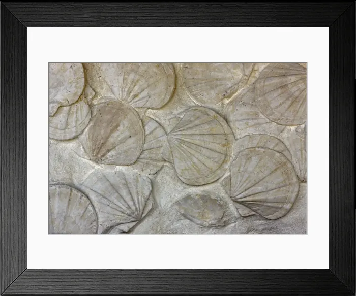 Framed Print : Fossil Scallops - southern France - bivalve mollusks - genus Pecten - Miocene Framed Print : Fossil Scallops - southern France - bivalve mollusks - genus Pecten - Miocene