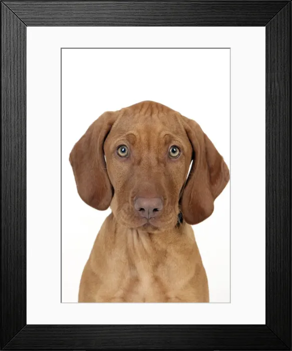 Framed Print : DOG - Hungarian vizsla puppy (head shot) Framed Print : DOG - Hungarian vizsla puppy (head shot)