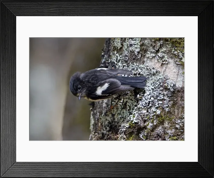 Framed Print : South Island Tomtit - clinging to the trunk of a beech tree - Hawdon Valley - Arthur's Pass National Park - South Island - New Zealand Framed Print : South Island Tomtit - clinging to the trunk of a beech tree - Hawdon Valley - Arthur's Pass National Park - South Island - New Zealand