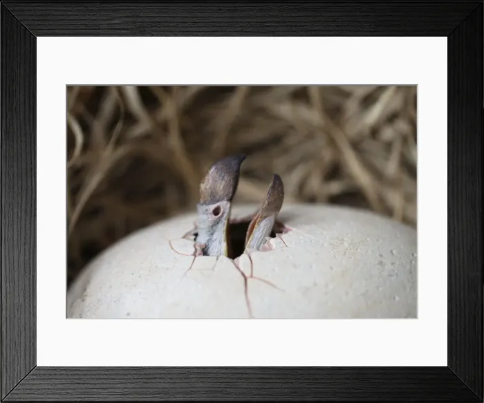 Framed Print : Dodo - hatchling breaks through the shell Framed Print : Dodo - hatchling breaks through the shell