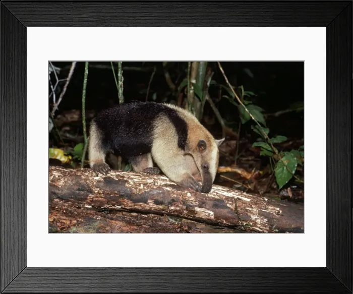 Framed Print : Tamandua Anteater Framed Print : Tamandua Anteater