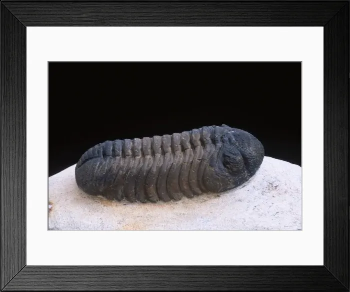 Framed Print : Fossil: Trilobite Length: 70 mm Devonian Morocco Framed Print : Fossil: Trilobite Length: 70 mm Devonian Morocco