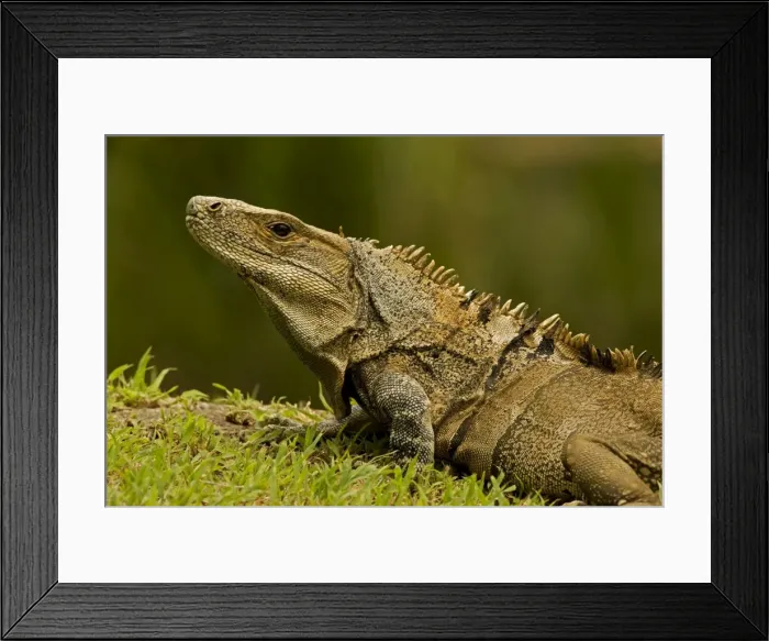Framed Print : Spiny-tailed Iguana - Santa Rosa National Park - Costa Rica Framed Print : Spiny-tailed Iguana - Santa Rosa National Park - Costa Rica