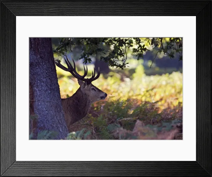 Framed Print : Red Deer - Stag behind tree at dawn - Richmond Park UK 14950 Framed Print : Red Deer - Stag behind tree at dawn - Richmond Park UK 14950