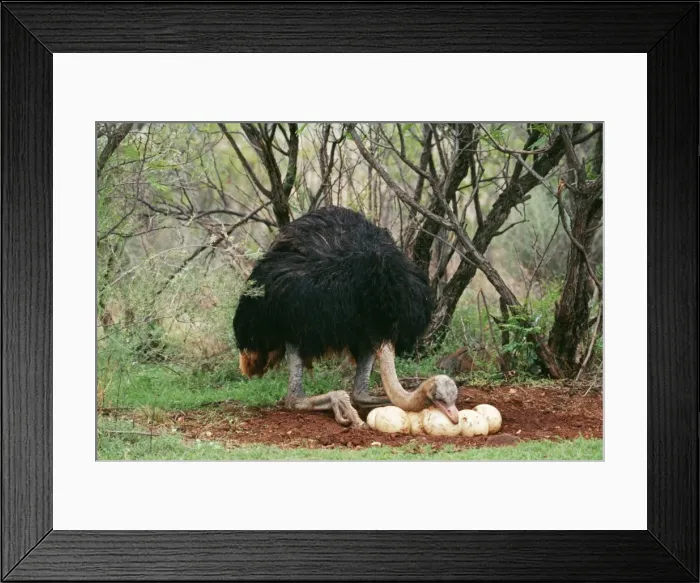 Framed Print : Southern Ostrich CH 5982 Cock at nest, South Africa. Struthio camelus © Clem Haagner / ardea. com Framed Print : Southern Ostrich CH 5982 Cock at nest, South Africa. Struthio camelus © Clem Haagner / ardea. com