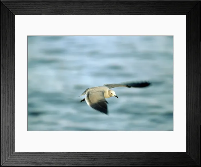 Framed Print : Grey Gull - Peru Framed Print : Grey Gull - Peru