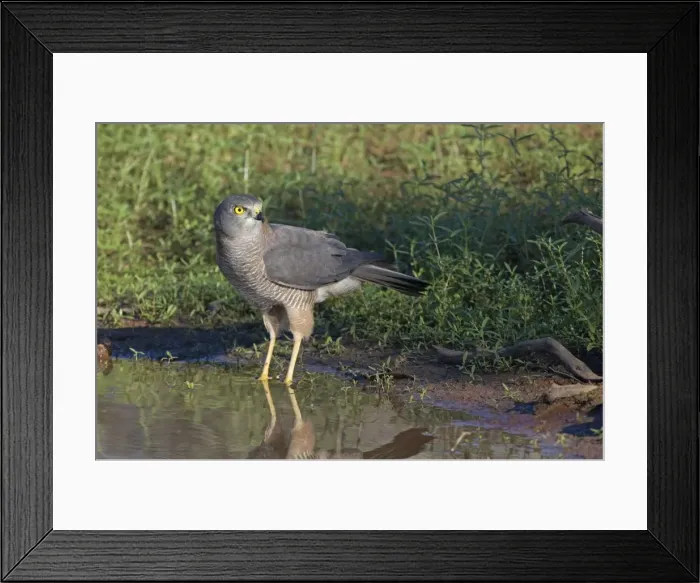 Framed Print : Brown Goshawk - at pool - near Ti Tree - Northern Territory - Australia Framed Print : Brown Goshawk - at pool - near Ti Tree - Northern Territory - Australia
