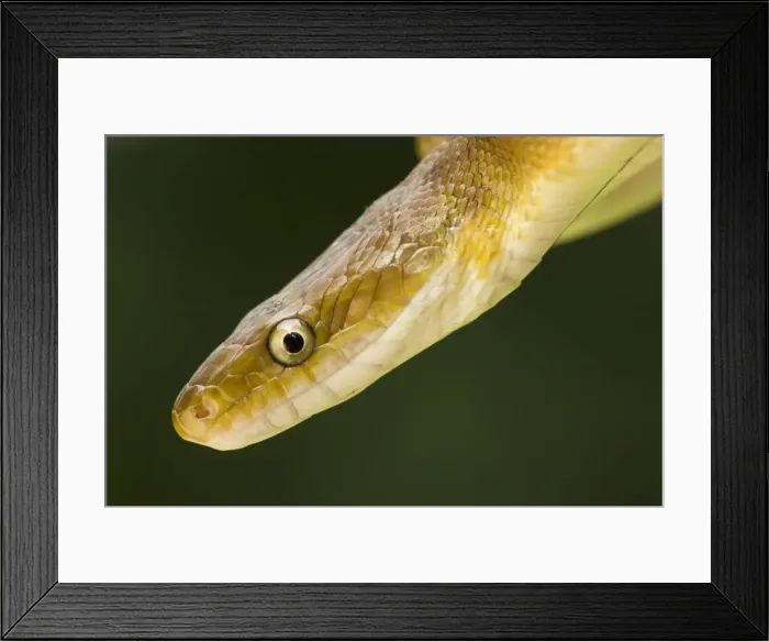 Framed Print : Tropical Rat Snake - constictor - Found from Arizona to Costa Rica - tropical dry forest - Santa Rosa National park - Costa Rica Framed Print : Tropical Rat Snake - constictor - Found from Arizona to Costa Rica - tropical dry forest - Santa Rosa National park - Costa Rica