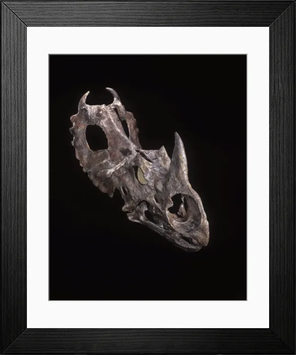 Framed Print : Dinosaurs - Ceratopsians Horned dinosaur of the Judith River Formation, Upper Cretaceous, Dinosaur Provincial Park, Alberta, Canada. Specimen courtesy Dinamation International Society. Photogaph © Francois Gohier Framed Print : Dinosaurs - Ceratopsians Horned dinosaur of the Judith River Formation, Upper Cretaceous, Dinosaur Provincial Park, Alberta, Canada. Specimen courtesy Dinamation International Society. Photogaph © Francois Gohier