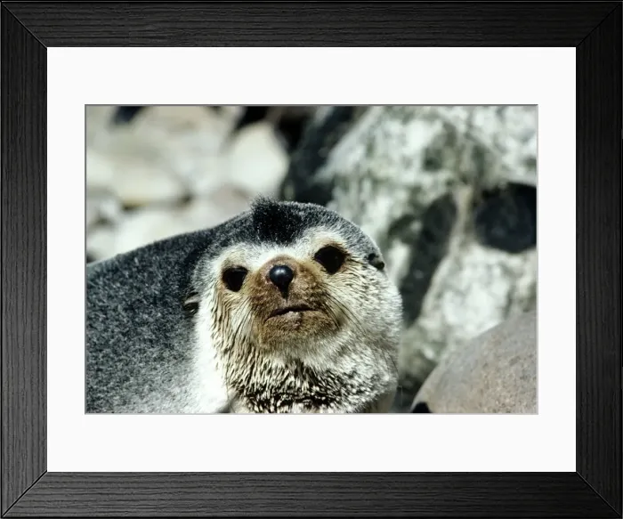 Framed Print : Amsterdam Fur Seal - male - Gough Island - South Atlantic Framed Print : Amsterdam Fur Seal - male - Gough Island - South Atlantic