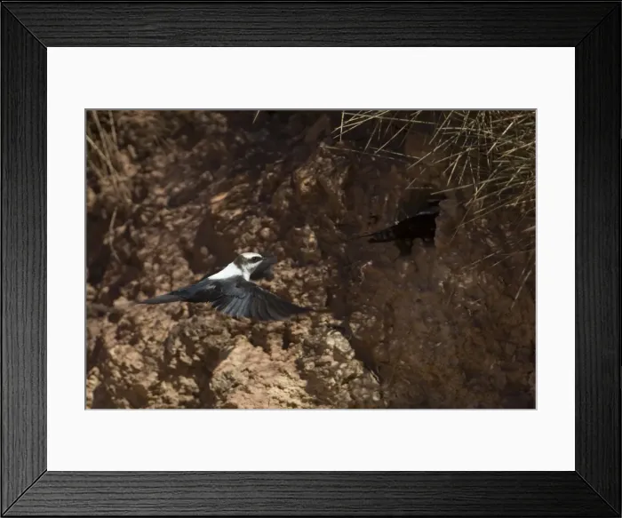 Framed Print : White-backed Swallow - nesting in sand bank - Alice Springs - Northern Territory - Australia