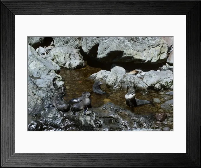 Framed Print : Amsterdam Fur Seal - Gough Island - South Atlantic Framed Print : Amsterdam Fur Seal - Gough Island - South Atlantic
